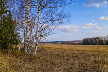 spring in a birch forest 