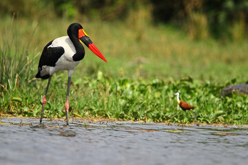 Jabiru (ephippiorhyncus senegalensis)