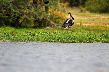 Jabiru (ephippiorhyncus senegalensis)