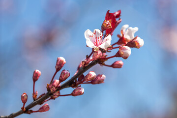 pink buds of cherry tree branch close up