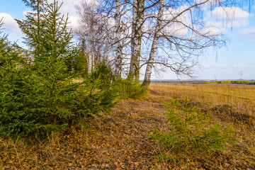 spring in a birch forest 