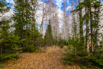 spring in a birch forest 