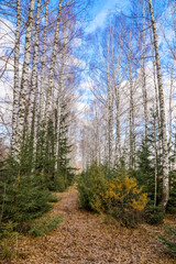 spring in a birch forest 