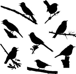 Scrub Warbler Silhouette Vector Set