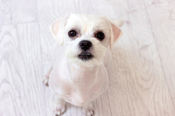 Little white maltese dog with cut hair sitting on the floor and looking straight up.