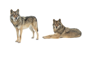 two gray wolves isolated on white background