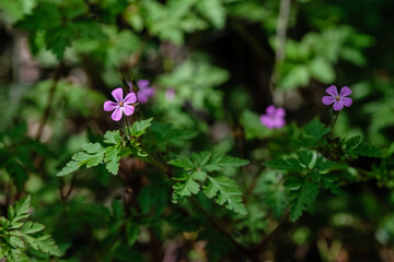 Géranium herbe à robert