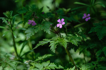 Géranium herbe à robert