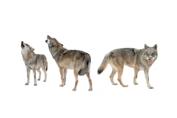 Foto op Canvas Wolf en wolvin huilen geïsoleerd op witte achtergrond © fotomaster
