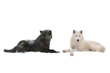 beautiful white wolf lies on the snow isolated on white background