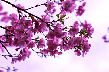 Blooming sakura branches with pink purple flowers close-up against sky, copy space, natural spring floral background, cherry blossom, selective focus