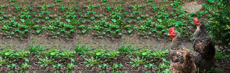 two hens in the garden. animals on a natural background. birds in the garden
