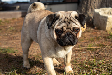 Cute, beautiful, funny, pug, posing, walking, playing