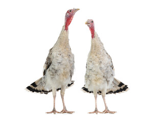 two gray turkeys isolated on white background