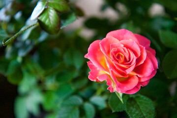 pink rose in garden