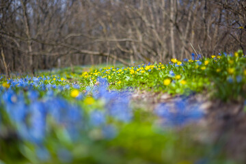 closeup blue snowdrop flowers on forest glade, beautiful spring natural background