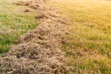 Cleaning the lawn of dry grass in spring after winter