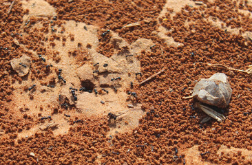 Ants. Macro photo. Termitnik. Colony of ants
