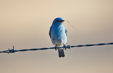 Mountain bluebird (Sialia currucoides), perched on wire, Near Priddis, West of Calgary, Alberta, Canada,
