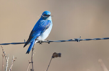 Mountain bluebird (Sialia currucoides), perched on wire, Near Priddis, West of Calgary, Alberta, Canada,