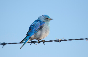 Mountain bluebird (Sialia currucoides), perched on wire, Near Priddis, West of Calgary, Alberta,...
