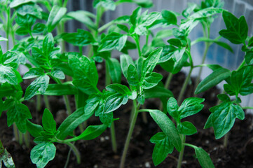 tomato seedling. young green plants. new life concept. agriculture illustration