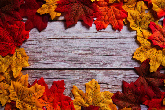 Colorful autumn background. Maple leaves frame on wooden background. Autumn & fall holiday theme. Happy thanksgiving. Empty space for text. Copy space. 