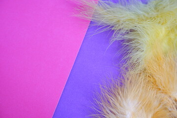 Pink and purple background. Background from colored paper. Feathers. Texture.