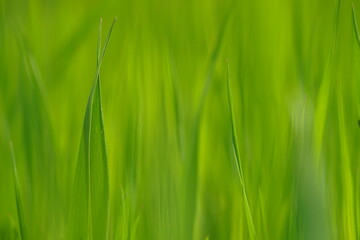 Natural background with fresh green grass.