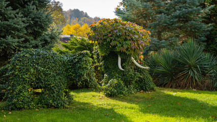 Topiary art in park of resort town. Figures of elephants and mammoths covered with grape ivy Parthenocissus tricuspidata, Vitaceae, Boston ivy, Japanese ivy, Japanese liana. Nature concept for design