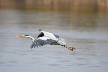 Grey Heron (Ardea Cinerea) flying over a lake