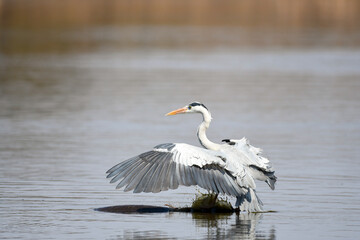 Grey Heron (Ardea Cinerea) landing on hippopotamus back