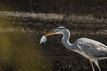 Grey Heron (Ardea Cinerea) with fish in beak