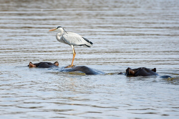 Grey Heron (Ardea Cinerea) standing on hippopotamus back