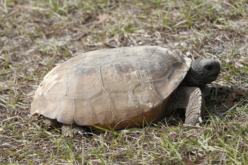 A closeup of a Gopher Tortoise,Gopherus polyphemus, a protected Threatened Species and the State Tortoise of Florida