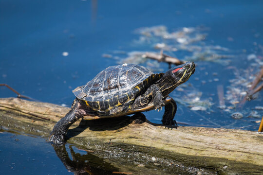 A red-eared turtle basking in the sun sitting on a tree trunk in a pond.
