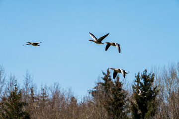 Gänse im Flug