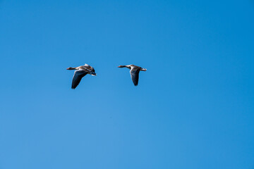 Gänse im Flug