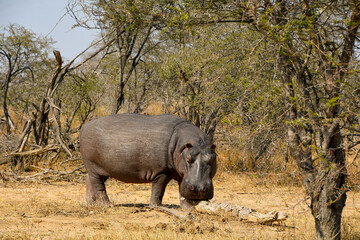 Fototapeta premium Hippopotamus walking in the bush - Kruger National Park