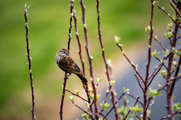 Female red-winged blackbird perched in a tree