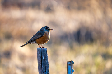 American robin portrait