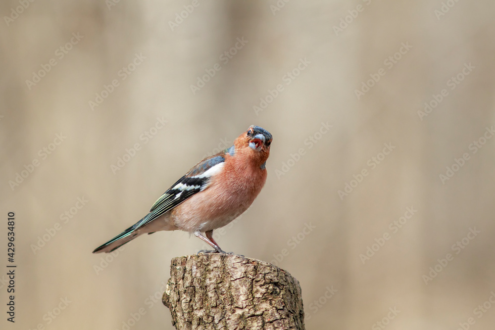 Canvas Prints  male finch bird stands in a spring park on a tree stump and sings a song