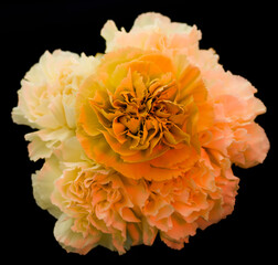 Different types of carnations natural or color lighting on are also available as black and white