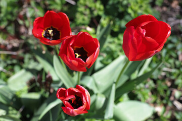 Red tulips grow in the garden on sunny day.