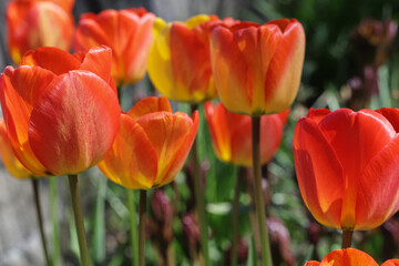Orange tulips look like fire to celebrate King's Day in Netherlands on sunny day.