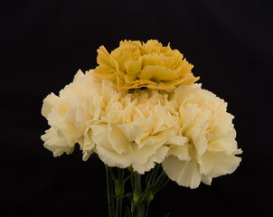 Different types of carnations natural or color lighting on are also available as black and white