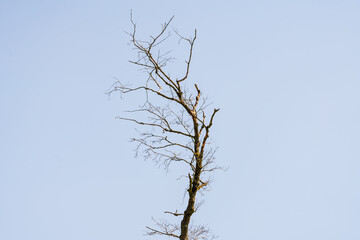Kahler Baum