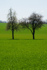 Obraz premium Bäume auf Feld