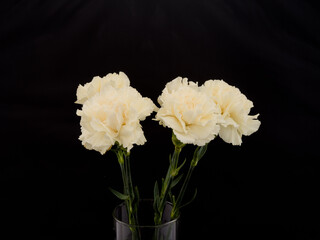 Different types of carnations natural or color lighting on are also available as black and white