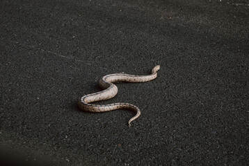 Snake on the hot asphalt of the road seen from the car.